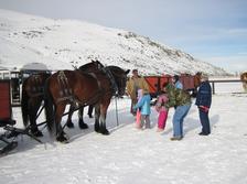Туристические маршруты на тройках лошадей могут появиться в Омске