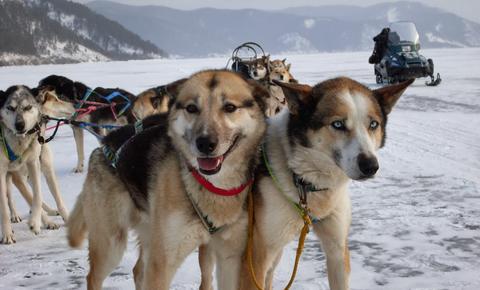 Катание  на собачьих упряжках , фото "Байкал-туристик"