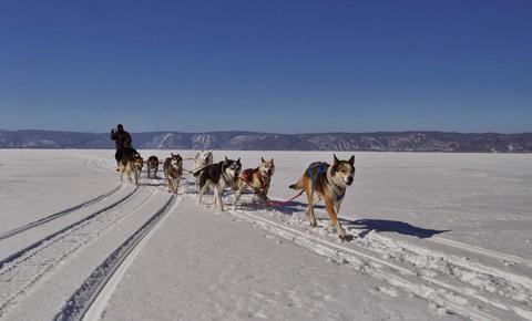 Катание  на собачьих упряжках , фото "Байкал-туристик"