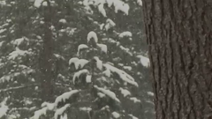 Снегоход полярис Невероятные трюки, автор